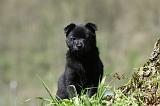 SCHIPPERKE 749